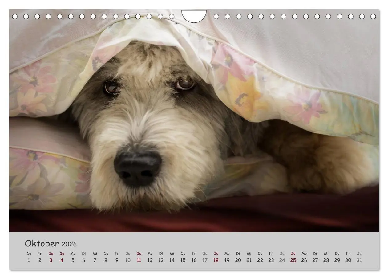 Bild: 9783516058581 | Ein Bobtail namens Miles (Wandkalender 2026 DIN A4 quer), CALVENDO...