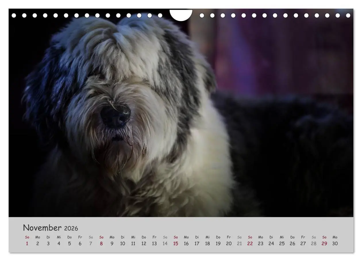 Bild: 9783516058581 | Ein Bobtail namens Miles (Wandkalender 2026 DIN A4 quer), CALVENDO...