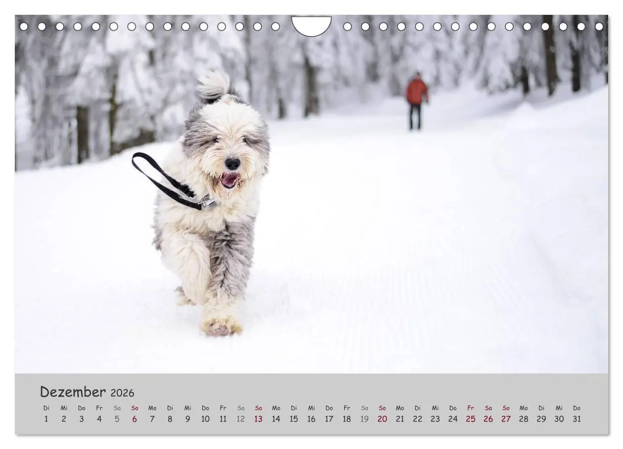 Bild: 9783516058581 | Ein Bobtail namens Miles (Wandkalender 2026 DIN A4 quer), CALVENDO...