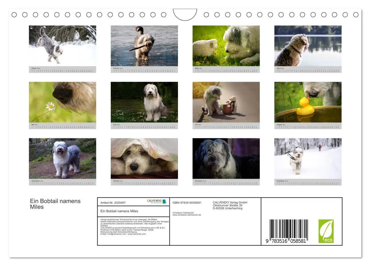 Bild: 9783516058581 | Ein Bobtail namens Miles (Wandkalender 2026 DIN A4 quer), CALVENDO...