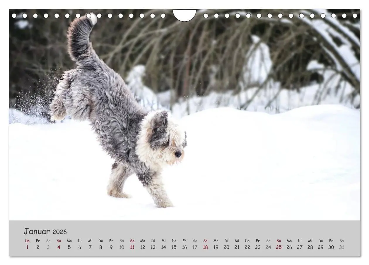 Bild: 9783516058581 | Ein Bobtail namens Miles (Wandkalender 2026 DIN A4 quer), CALVENDO...