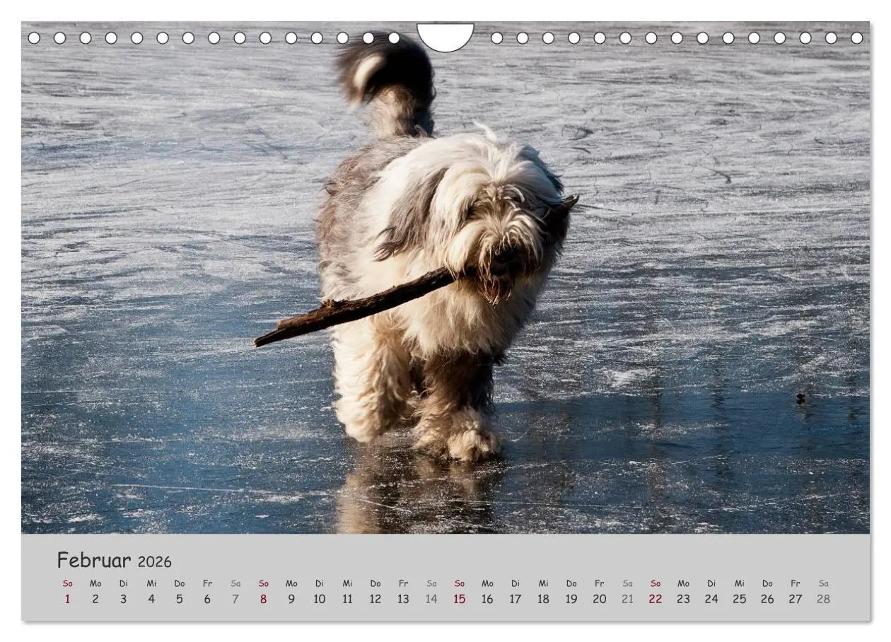 Bild: 9783516058581 | Ein Bobtail namens Miles (Wandkalender 2026 DIN A4 quer), CALVENDO...