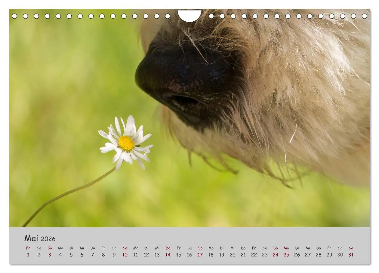 Bild: 9783516058581 | Ein Bobtail namens Miles (Wandkalender 2026 DIN A4 quer), CALVENDO...