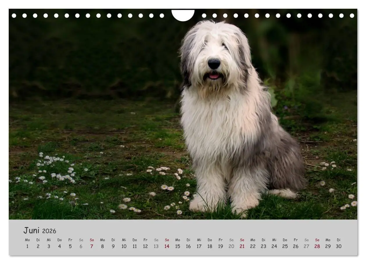 Bild: 9783516058581 | Ein Bobtail namens Miles (Wandkalender 2026 DIN A4 quer), CALVENDO...