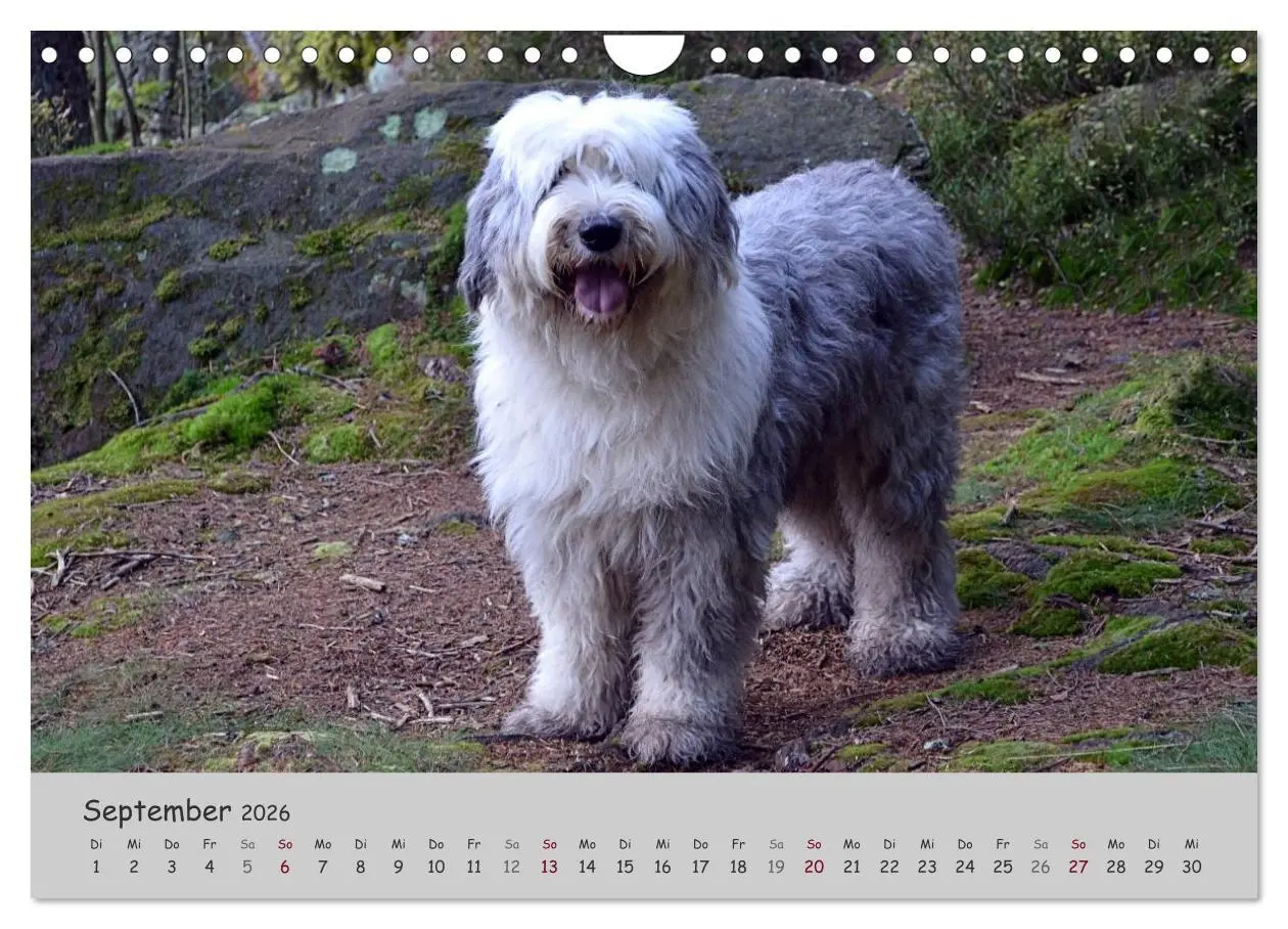 Bild: 9783516058581 | Ein Bobtail namens Miles (Wandkalender 2026 DIN A4 quer), CALVENDO...