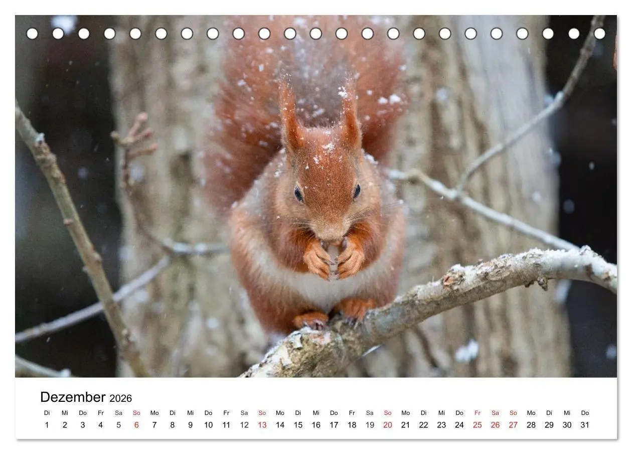 Bild: 9783516038781 | Eichhörnchen - Kleine Kobolde im Roten Pelz (Tischkalender 2026 DIN...