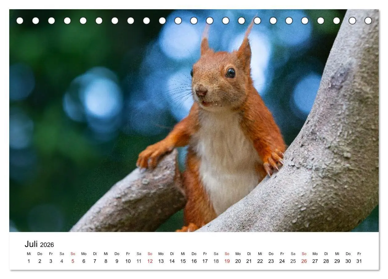 Bild: 9783516038781 | Eichhörnchen - Kleine Kobolde im Roten Pelz (Tischkalender 2026 DIN...