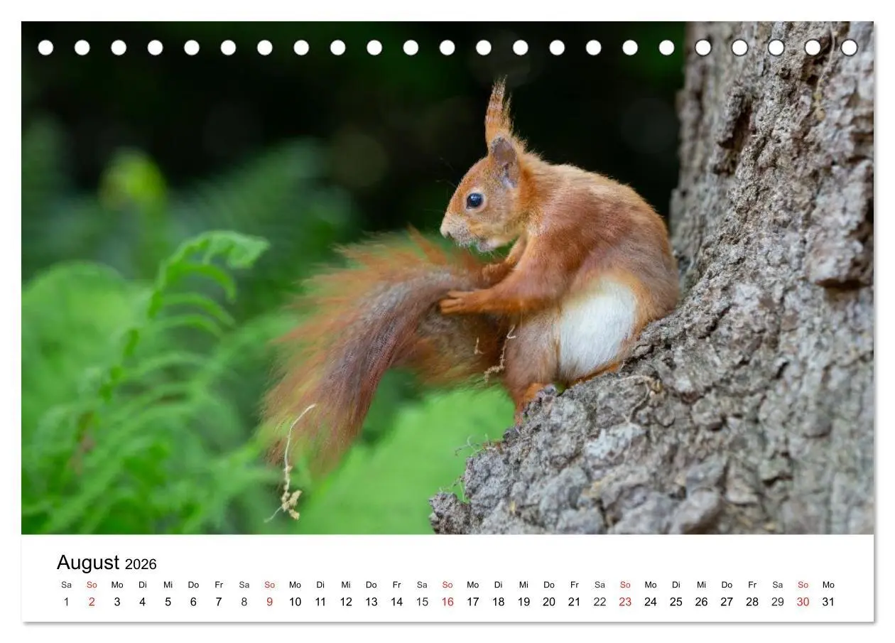 Bild: 9783516038781 | Eichhörnchen - Kleine Kobolde im Roten Pelz (Tischkalender 2026 DIN...