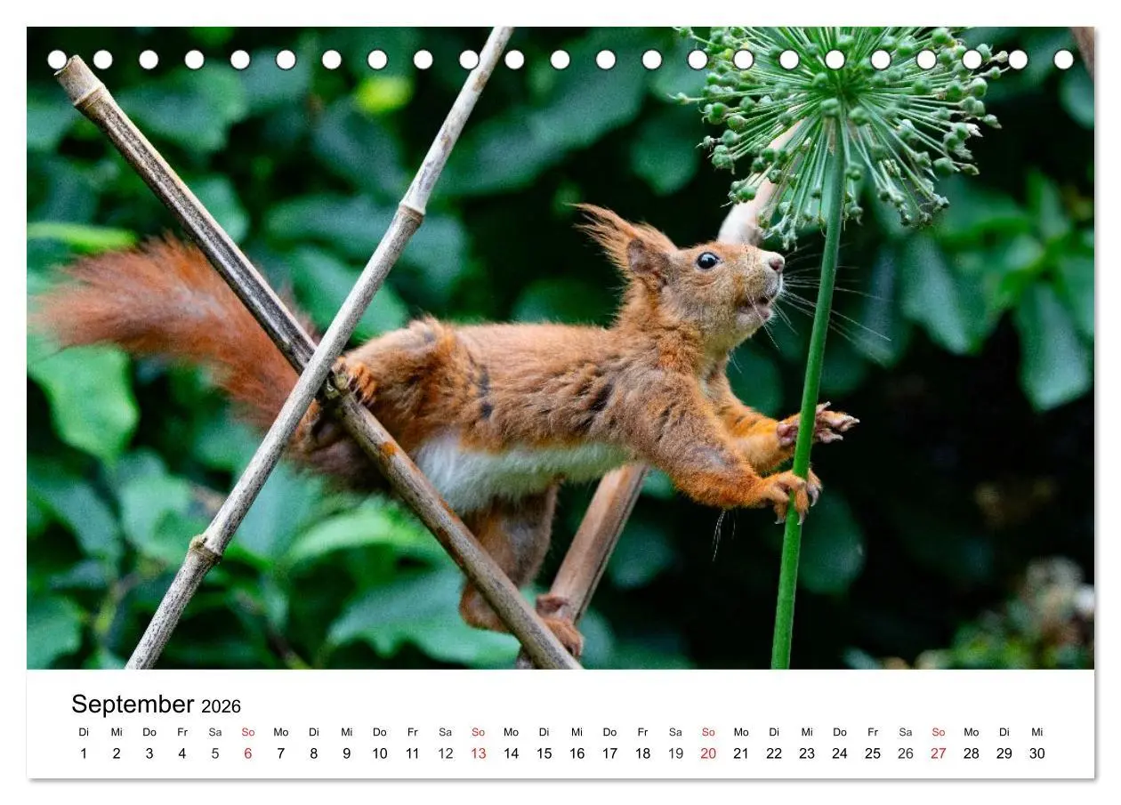 Bild: 9783516038781 | Eichhörnchen - Kleine Kobolde im Roten Pelz (Tischkalender 2026 DIN...