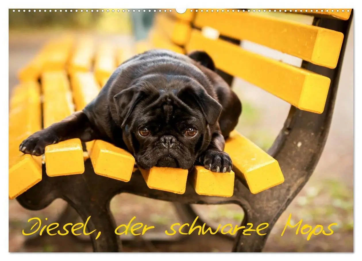 Cover: 9783516028881 | Diesel, der schwarze Mops (Wandkalender 2026 DIN A2 quer), CALVENDO...