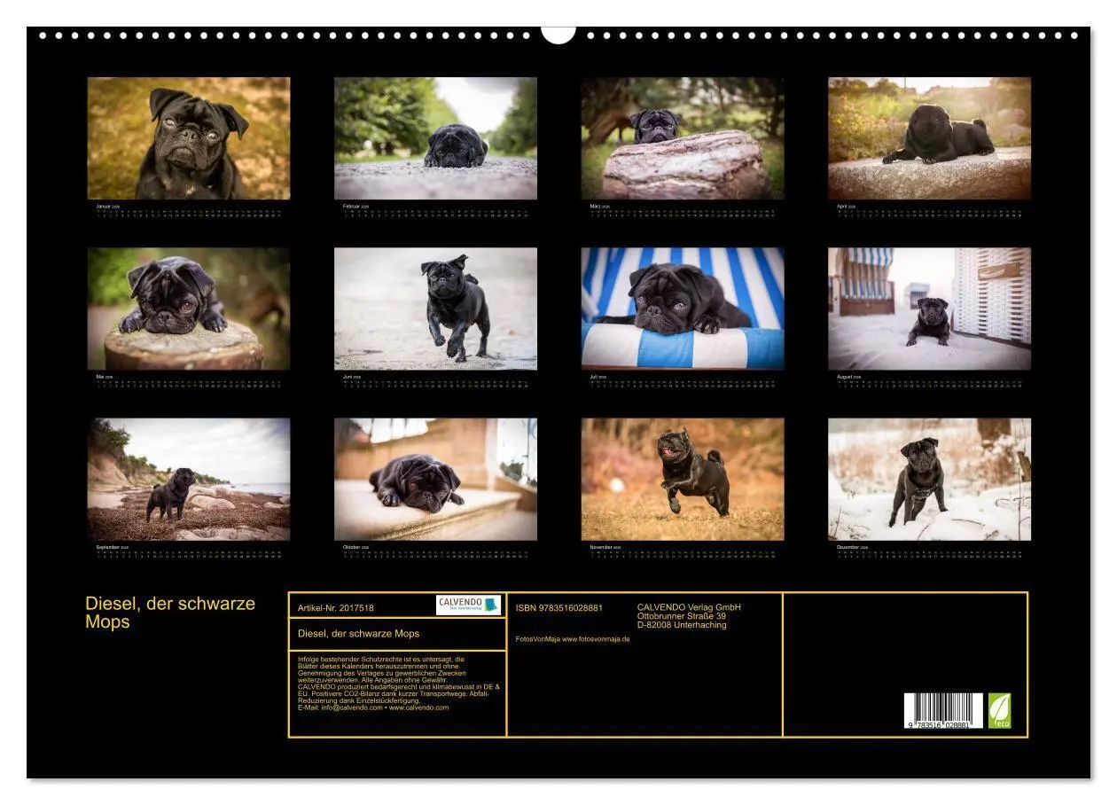 Bild: 9783516028881 | Diesel, der schwarze Mops (Wandkalender 2026 DIN A2 quer), CALVENDO...