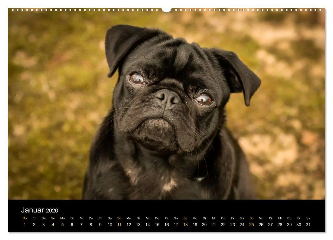 Bild: 9783516028881 | Diesel, der schwarze Mops (Wandkalender 2026 DIN A2 quer), CALVENDO...