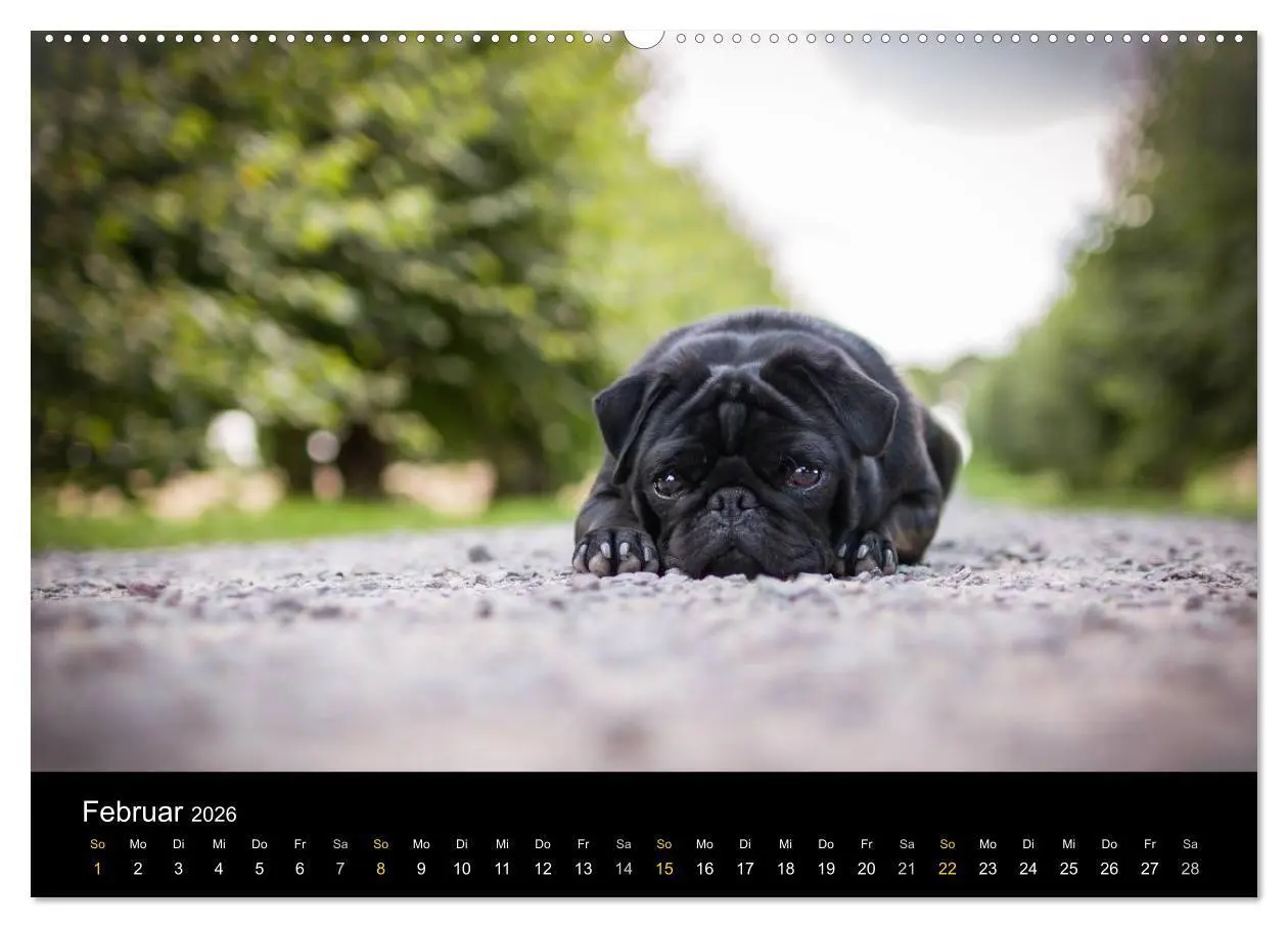 Bild: 9783516028881 | Diesel, der schwarze Mops (Wandkalender 2026 DIN A2 quer), CALVENDO...