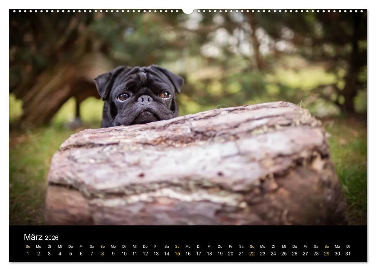 Bild: 9783516028881 | Diesel, der schwarze Mops (Wandkalender 2026 DIN A2 quer), CALVENDO...