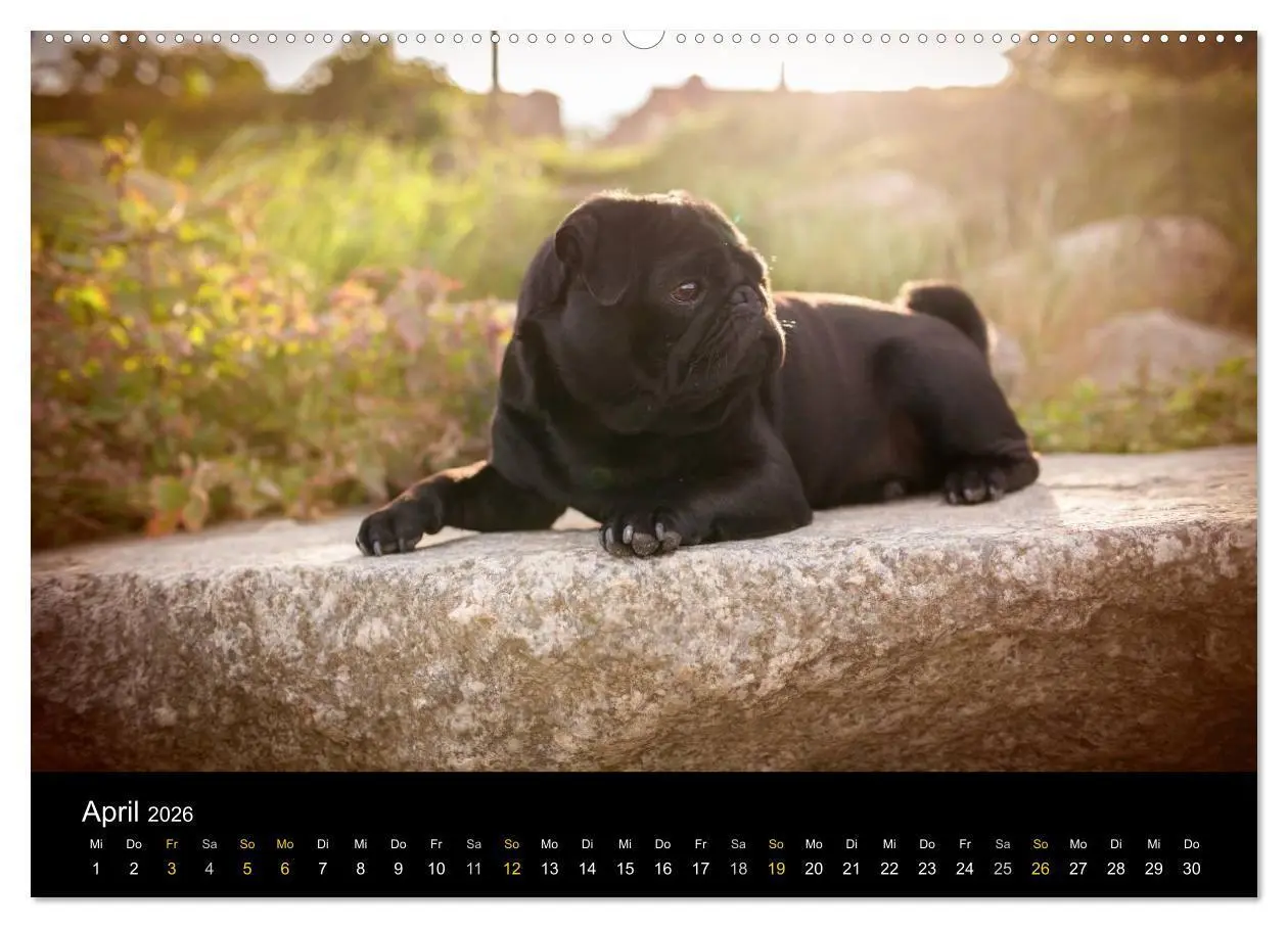 Bild: 9783516028881 | Diesel, der schwarze Mops (Wandkalender 2026 DIN A2 quer), CALVENDO...