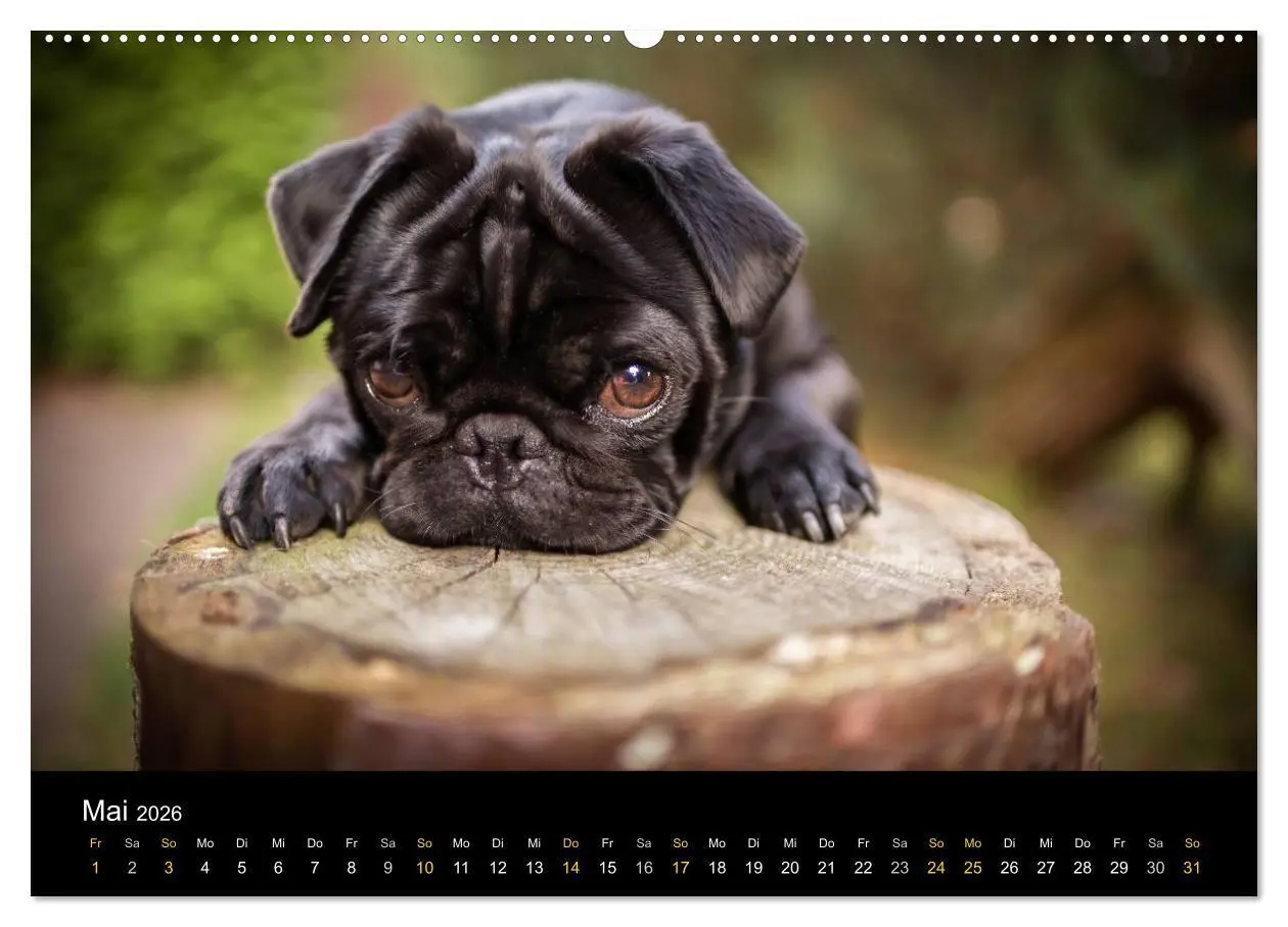 Bild: 9783516028881 | Diesel, der schwarze Mops (Wandkalender 2026 DIN A2 quer), CALVENDO...