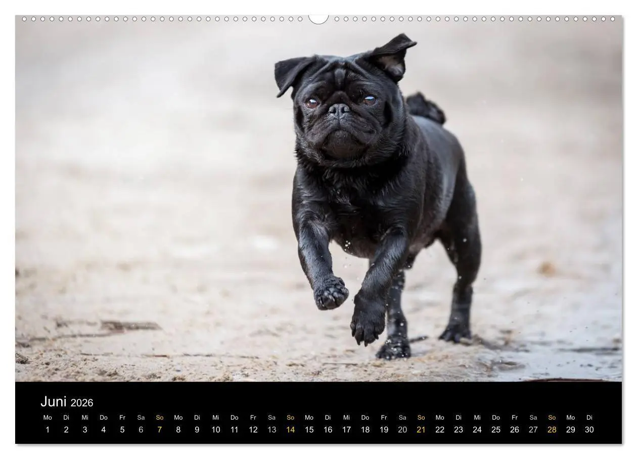 Bild: 9783516028881 | Diesel, der schwarze Mops (Wandkalender 2026 DIN A2 quer), CALVENDO...