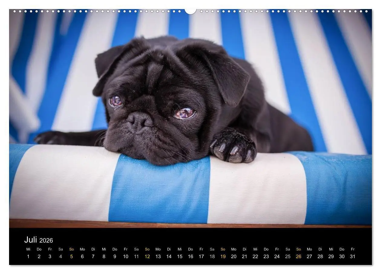 Bild: 9783516028881 | Diesel, der schwarze Mops (Wandkalender 2026 DIN A2 quer), CALVENDO...