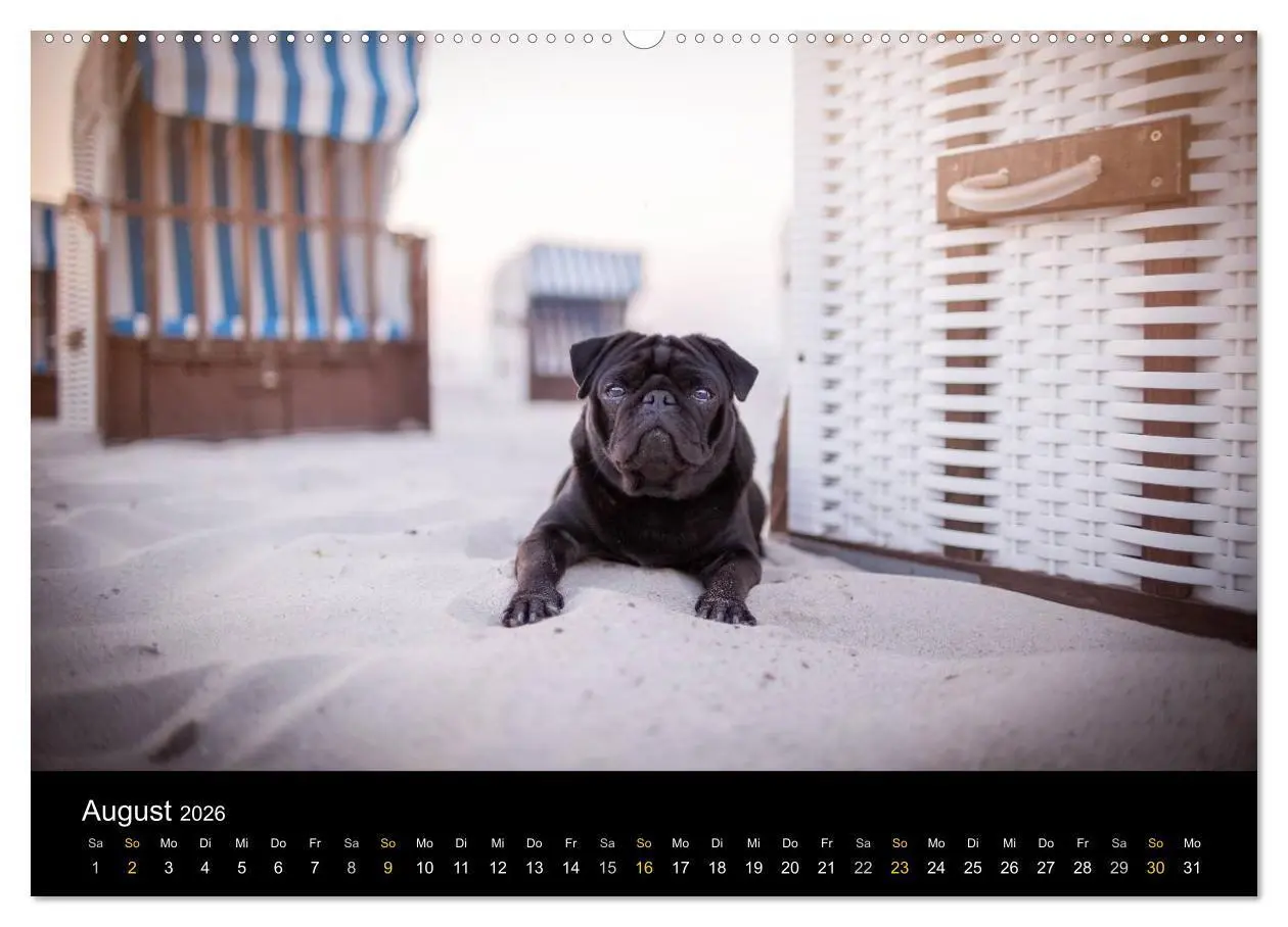 Bild: 9783516028881 | Diesel, der schwarze Mops (Wandkalender 2026 DIN A2 quer), CALVENDO...