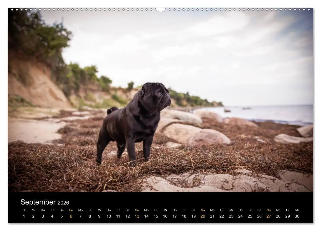 Bild: 9783516028881 | Diesel, der schwarze Mops (Wandkalender 2026 DIN A2 quer), CALVENDO...