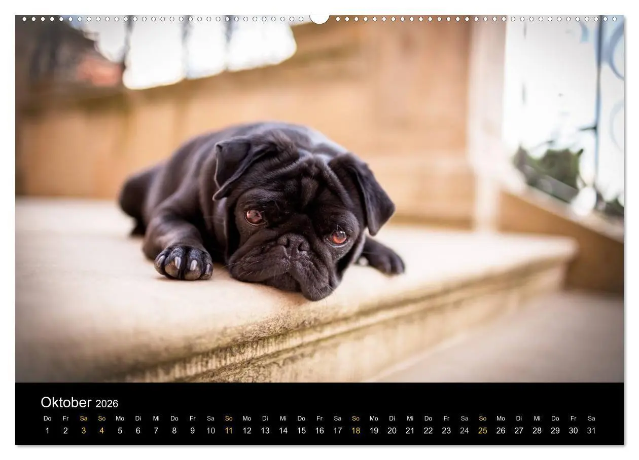 Bild: 9783516028881 | Diesel, der schwarze Mops (Wandkalender 2026 DIN A2 quer), CALVENDO...