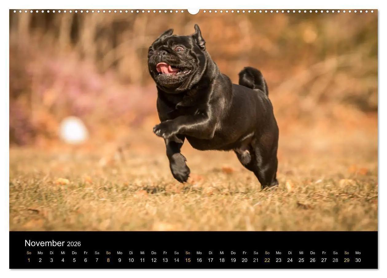 Bild: 9783516028881 | Diesel, der schwarze Mops (Wandkalender 2026 DIN A2 quer), CALVENDO...