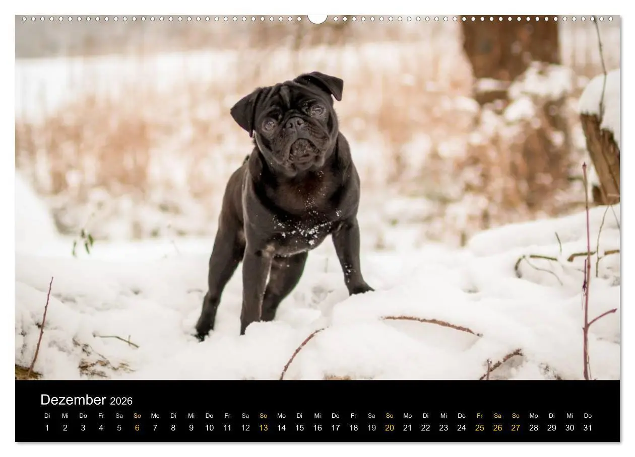 Bild: 9783516028881 | Diesel, der schwarze Mops (Wandkalender 2026 DIN A2 quer), CALVENDO...