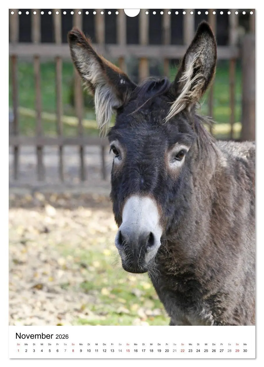 Bild: 9783516408881 | Die Esel sind los (Wandkalender 2026 DIN A3 hoch), CALVENDO...