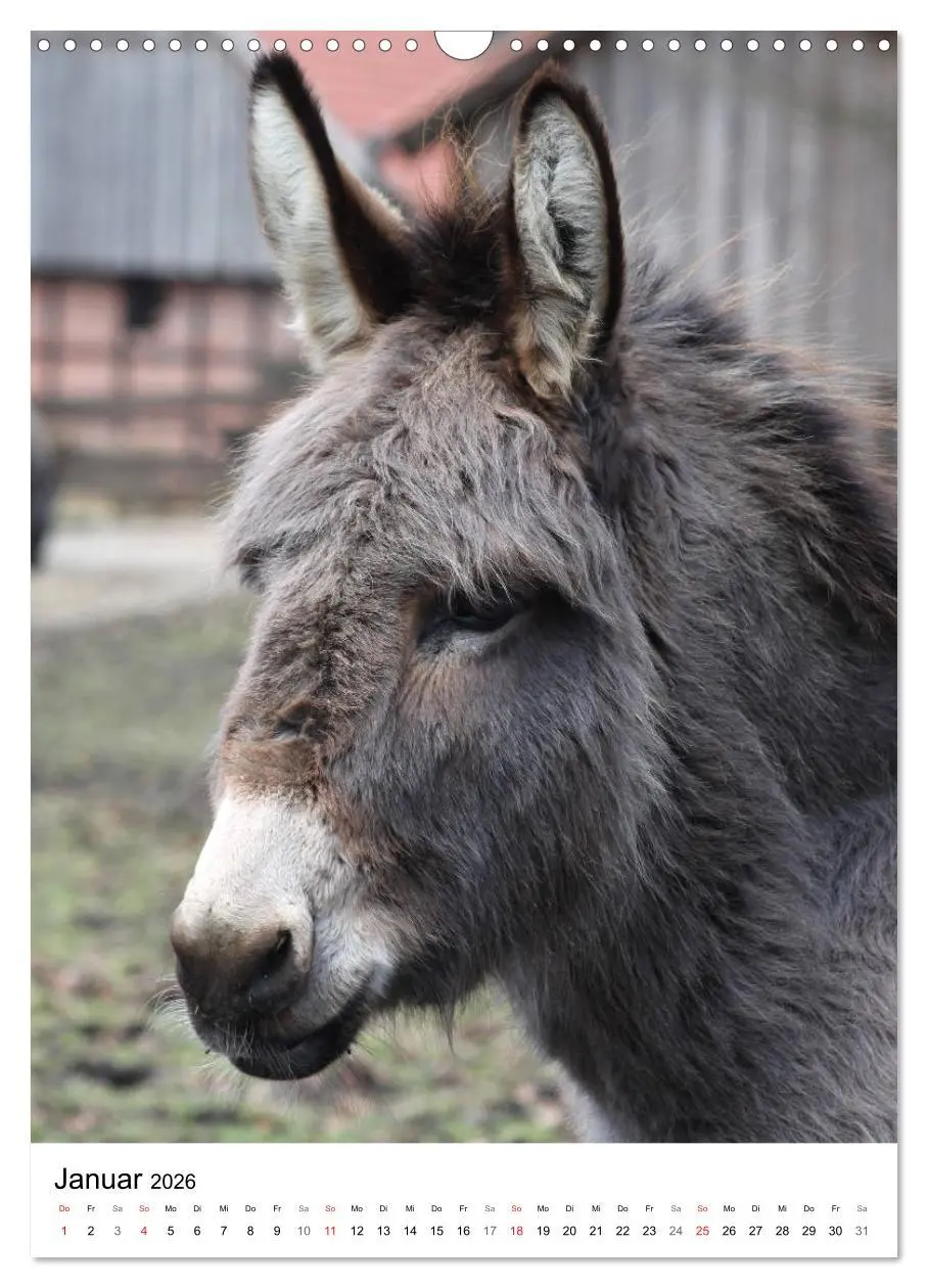 Bild: 9783516408881 | Die Esel sind los (Wandkalender 2026 DIN A3 hoch), CALVENDO...