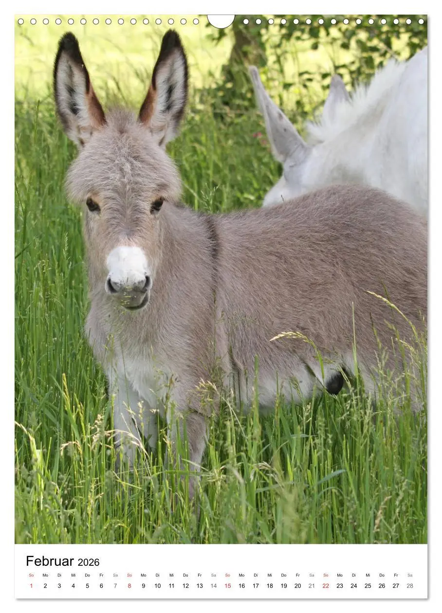 Bild: 9783516408881 | Die Esel sind los (Wandkalender 2026 DIN A3 hoch), CALVENDO...