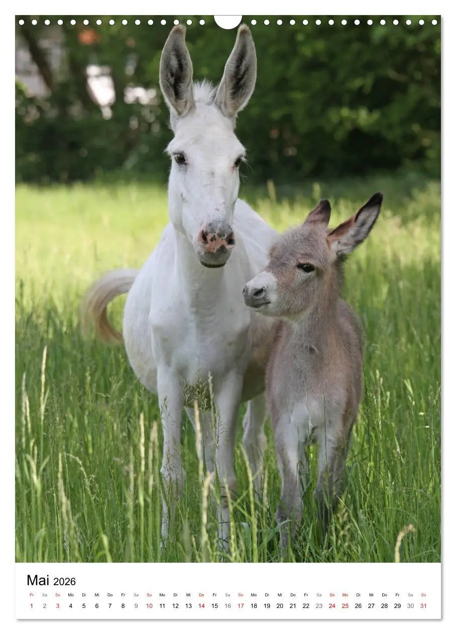 Bild: 9783516408881 | Die Esel sind los (Wandkalender 2026 DIN A3 hoch), CALVENDO...