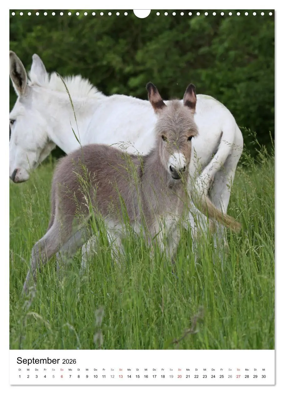 Bild: 9783516408881 | Die Esel sind los (Wandkalender 2026 DIN A3 hoch), CALVENDO...