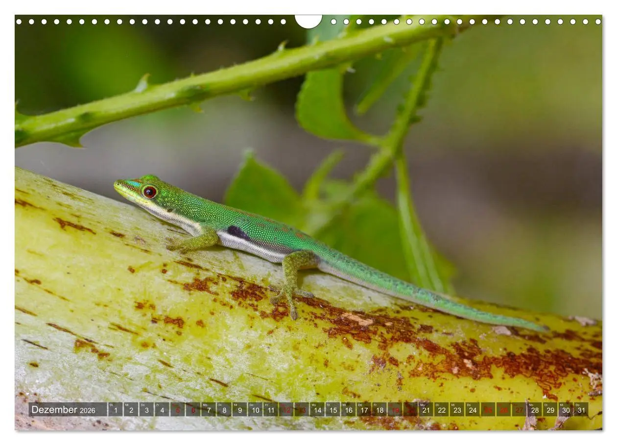 Bild: 9783457928981 | Reptilien auf Madagaskar (Wandkalender 2026 DIN A3 quer), CALVENDO...