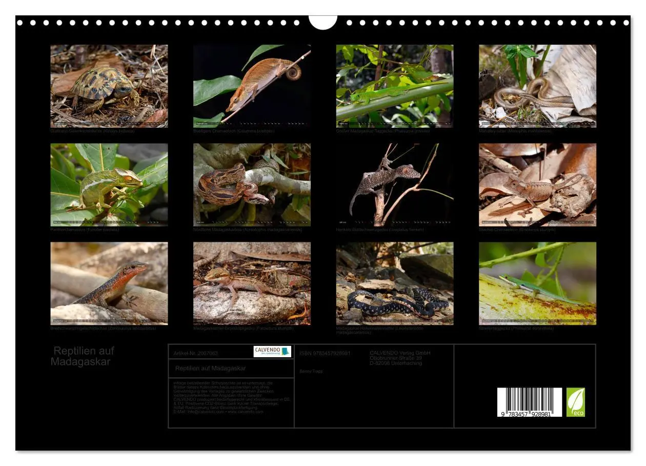 Bild: 9783457928981 | Reptilien auf Madagaskar (Wandkalender 2026 DIN A3 quer), CALVENDO...