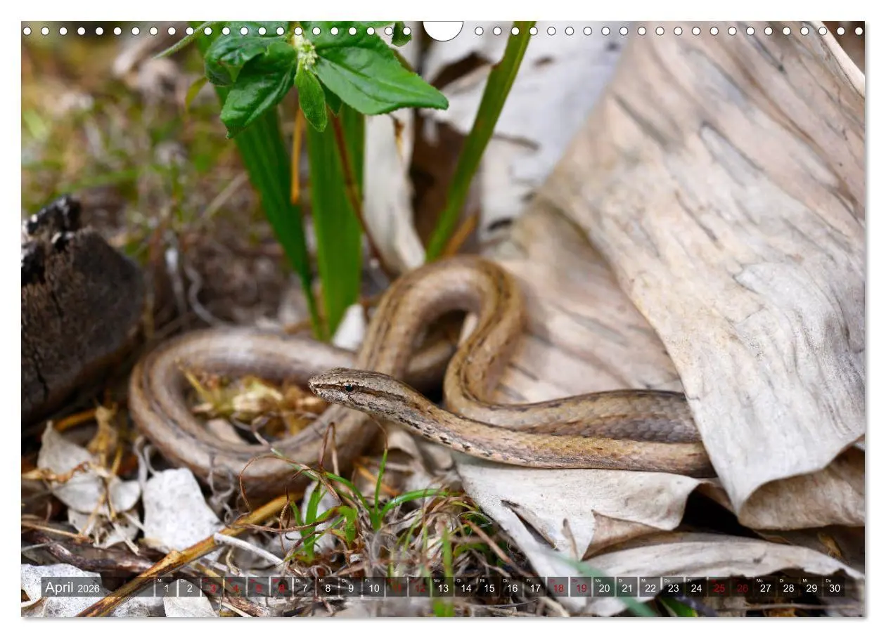 Bild: 9783457928981 | Reptilien auf Madagaskar (Wandkalender 2026 DIN A3 quer), CALVENDO...