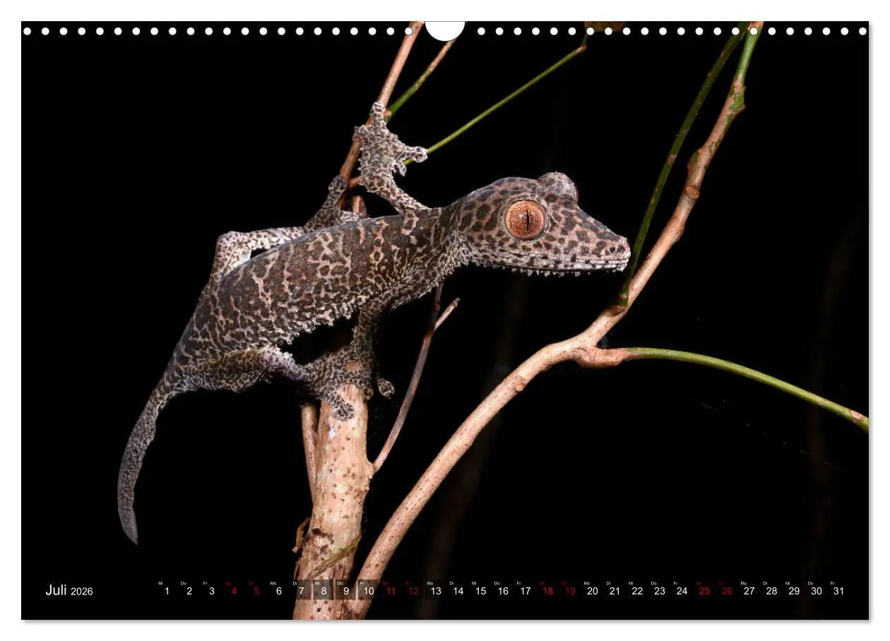 Bild: 9783457928981 | Reptilien auf Madagaskar (Wandkalender 2026 DIN A3 quer), CALVENDO...
