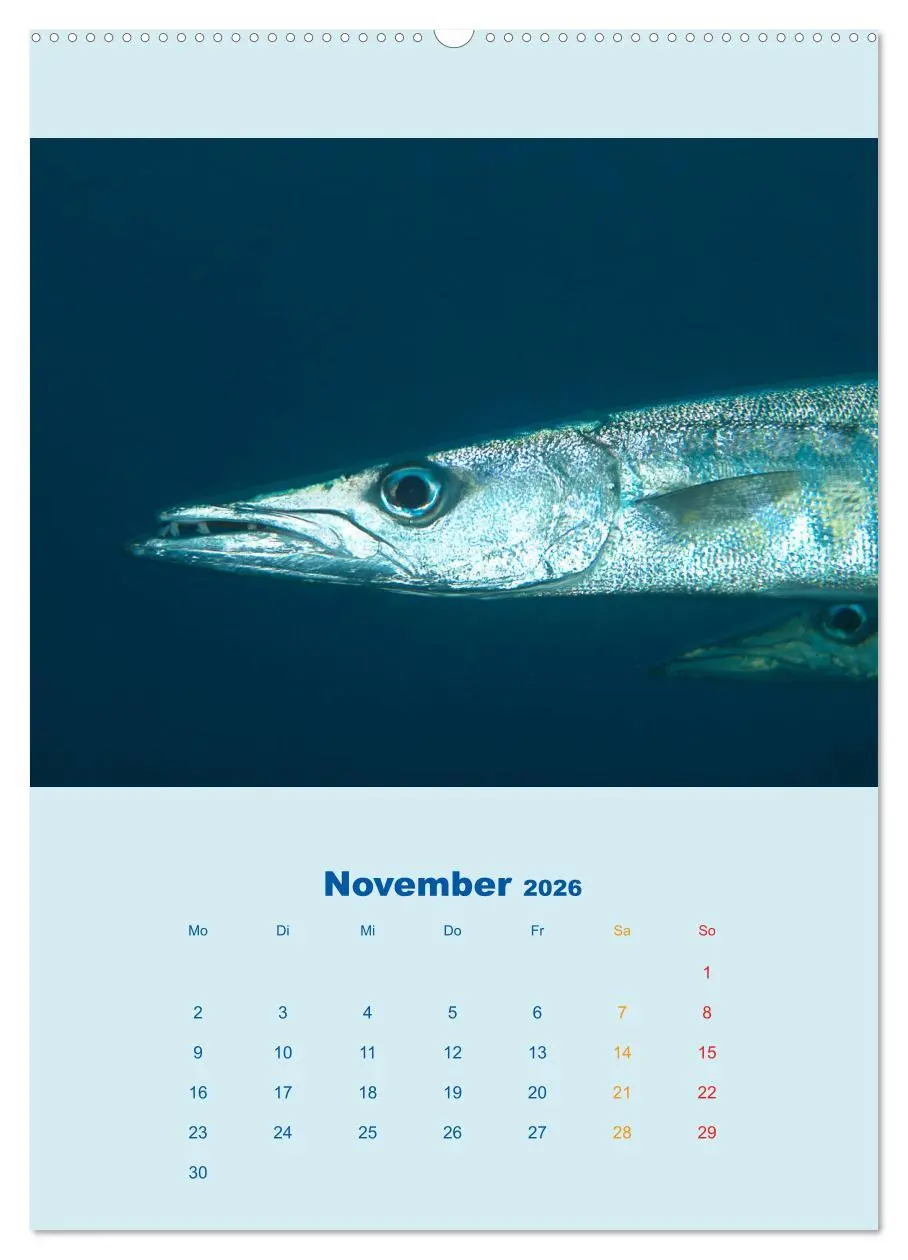 Bild: 9783516389081 | Portraitaufnahmen - Fische (hochwertiger Premium Wandkalender 2026...