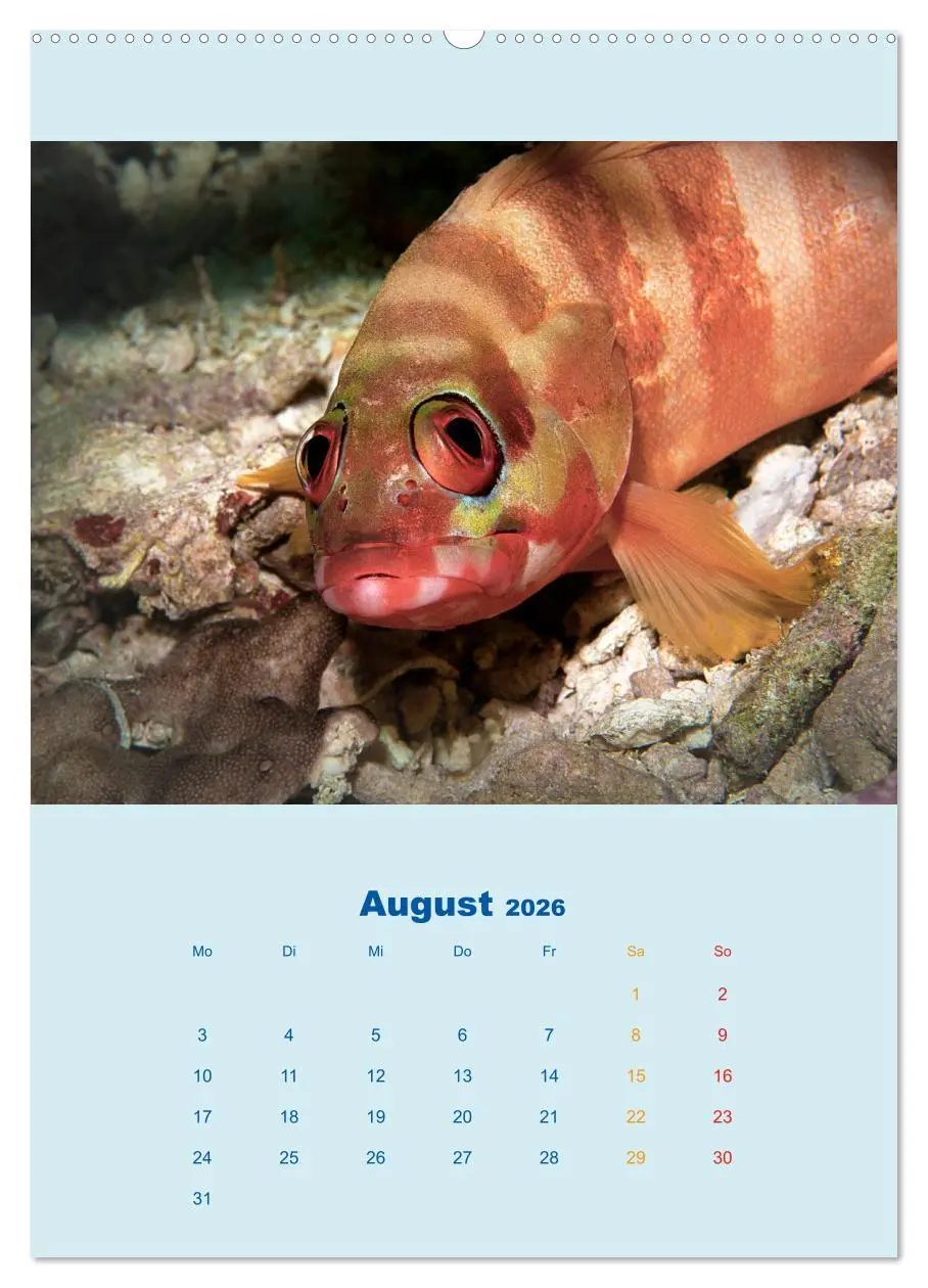 Bild: 9783516389081 | Portraitaufnahmen - Fische (hochwertiger Premium Wandkalender 2026...