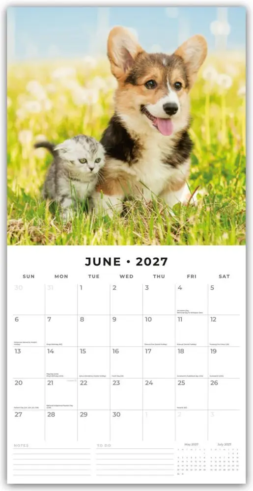 Bild: 9781804429181 | Cats &amp; Dogs - Katzen &amp; Hunde 2027 - 16-Monatskalender | Ltd | Kalender