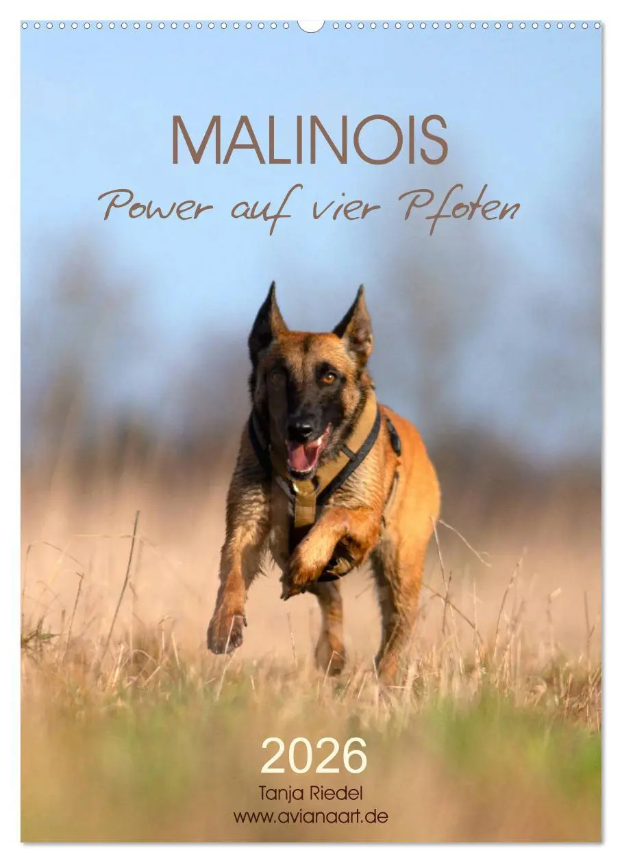 Cover: 9783516379181 | Malinois Power auf vier Pfoten (Wandkalender 2026 DIN A2 hoch),...