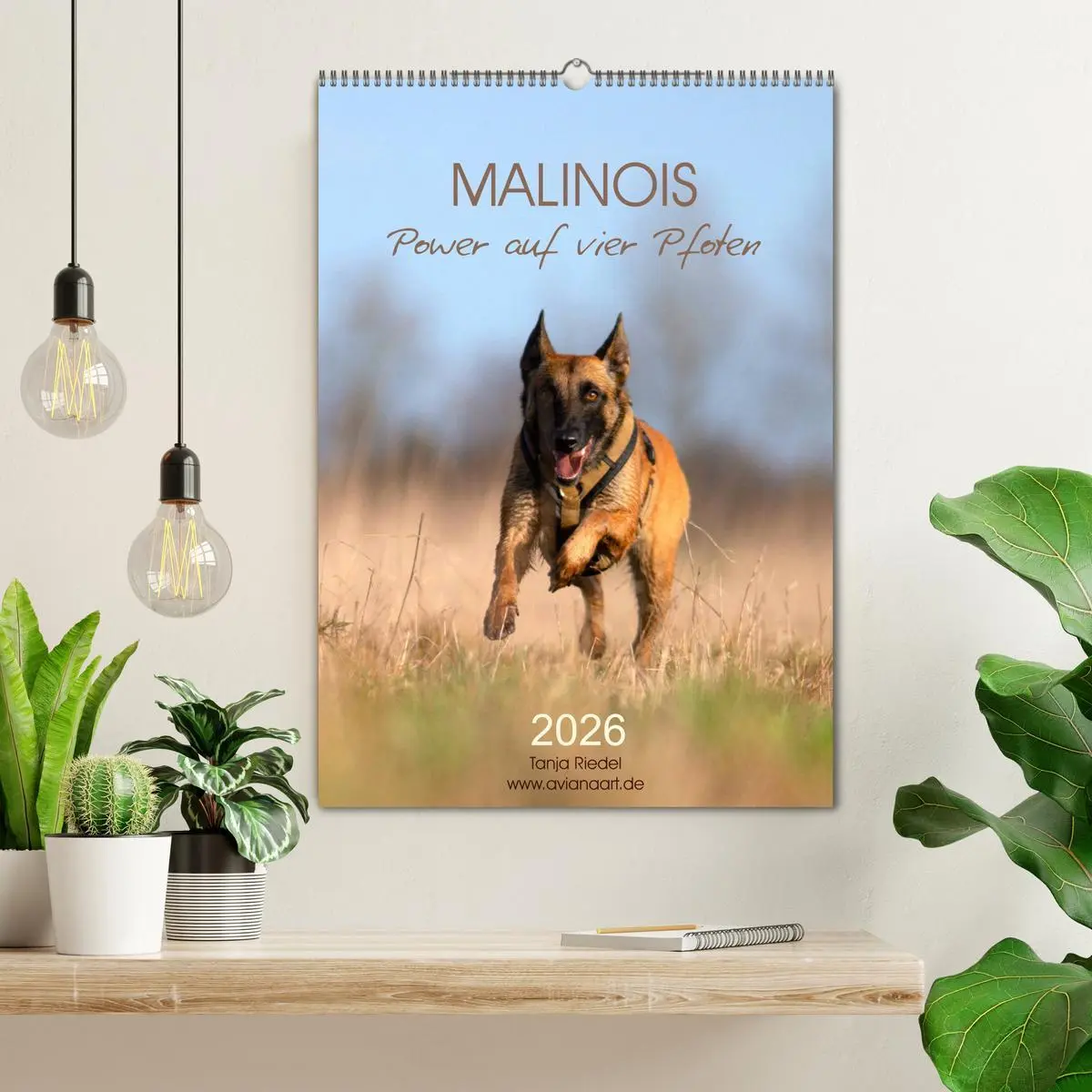 Bild: 9783516379181 | Malinois Power auf vier Pfoten (Wandkalender 2026 DIN A2 hoch),...