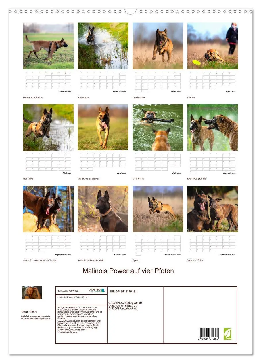 Bild: 9783516379181 | Malinois Power auf vier Pfoten (Wandkalender 2026 DIN A2 hoch),...