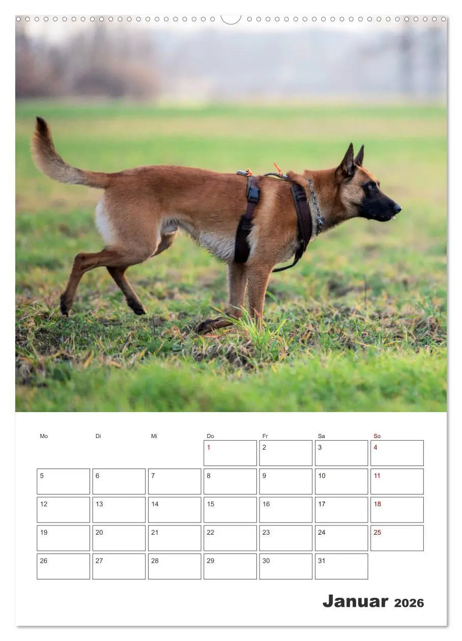 Bild: 9783516379181 | Malinois Power auf vier Pfoten (Wandkalender 2026 DIN A2 hoch),...