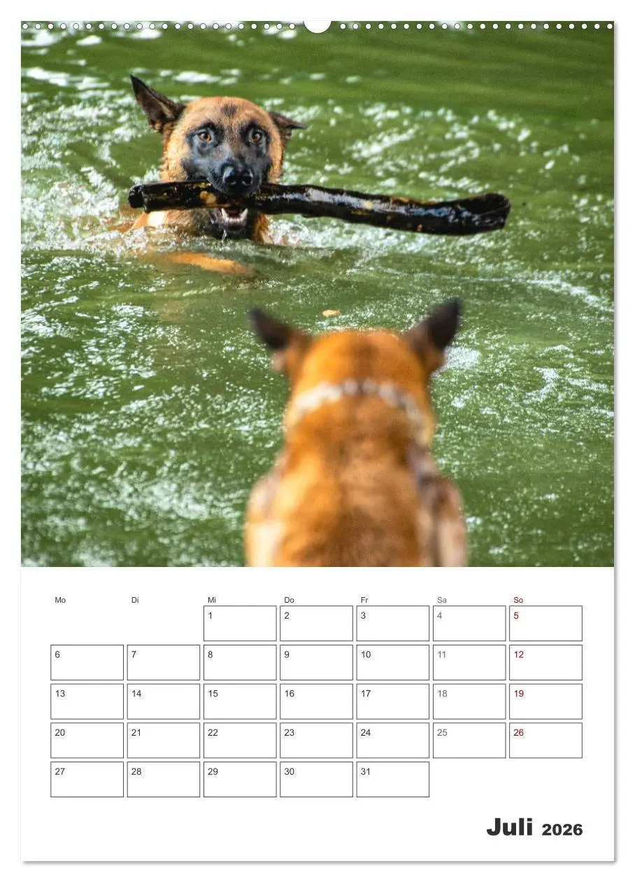Bild: 9783516379181 | Malinois Power auf vier Pfoten (Wandkalender 2026 DIN A2 hoch),...