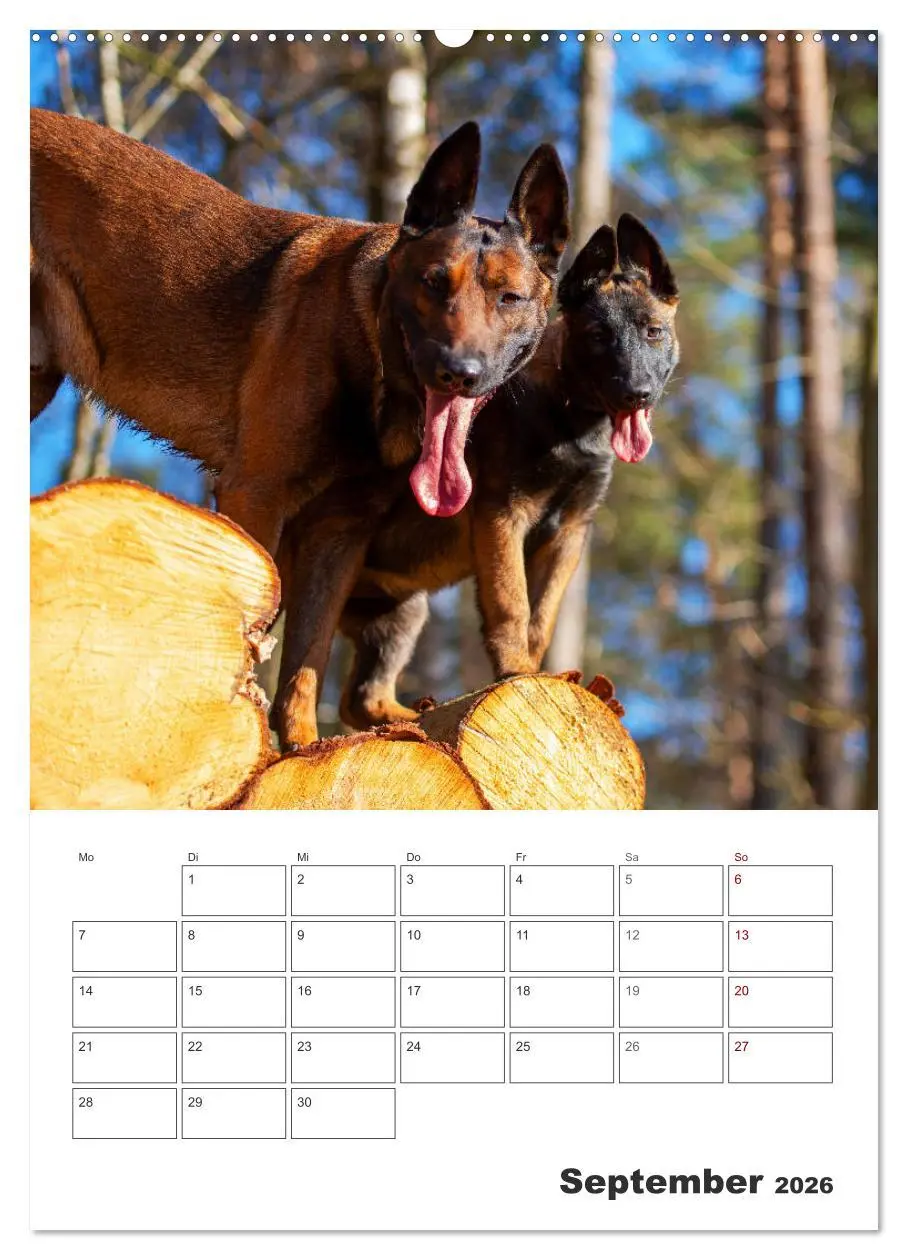 Bild: 9783516379181 | Malinois Power auf vier Pfoten (Wandkalender 2026 DIN A2 hoch),...