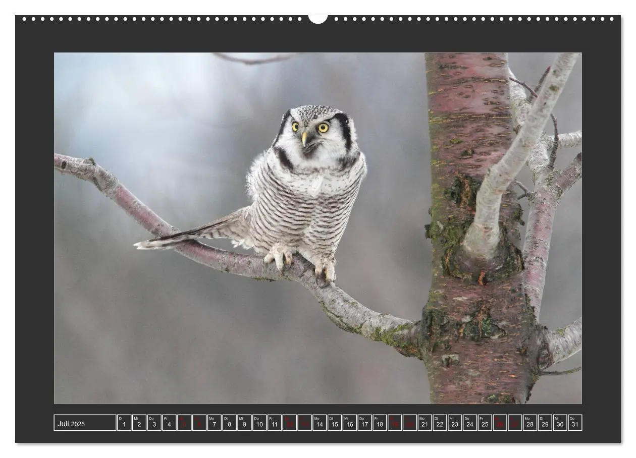 Bild: 9783435169481 | Winterzauber - Tiere in Eis und Schnee (Wandkalender 2025 DIN A2...