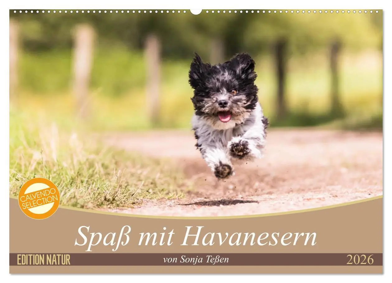 Cover: 9783516039481 | Spaß mit Havanesern (Wandkalender 2026 DIN A2 quer), CALVENDO...
