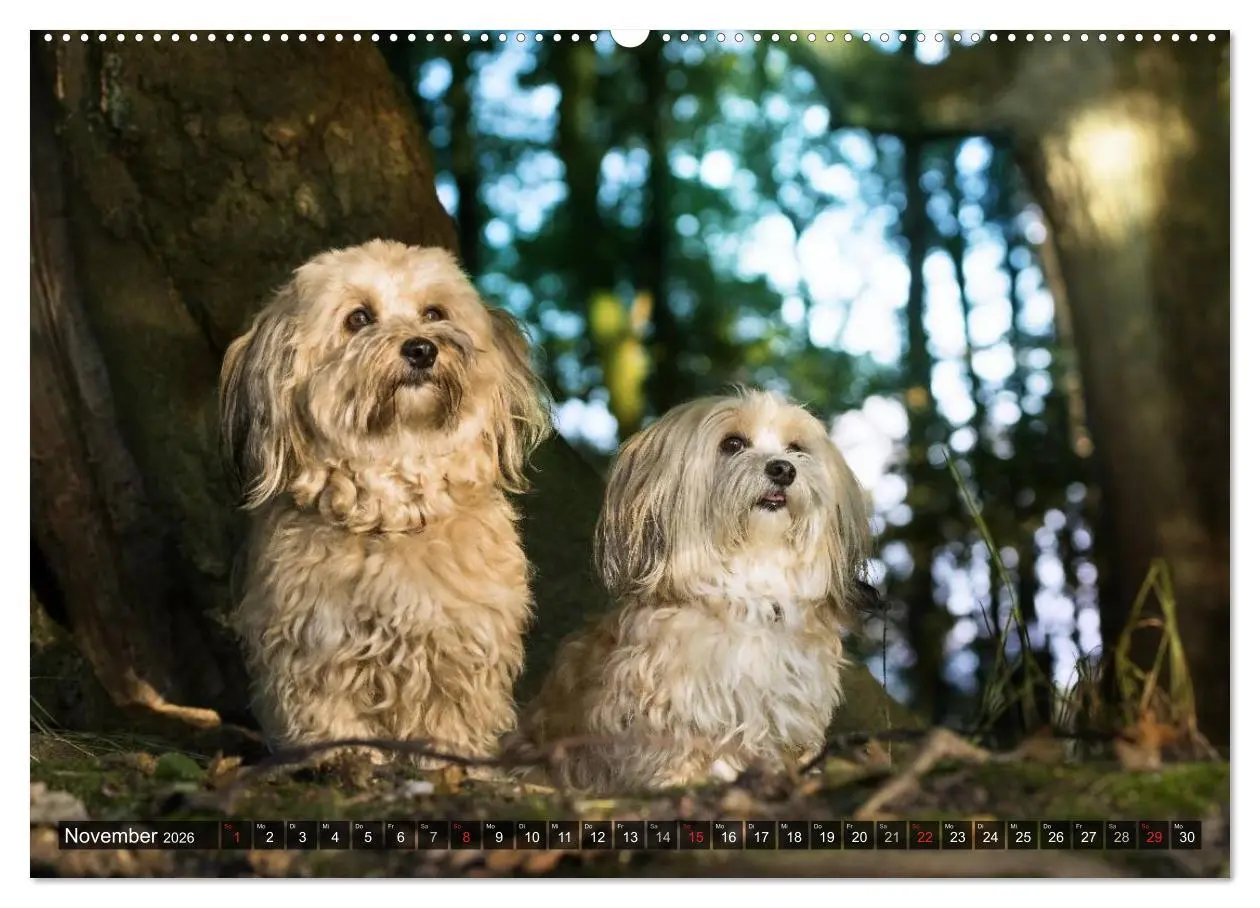 Bild: 9783516039481 | Spaß mit Havanesern (Wandkalender 2026 DIN A2 quer), CALVENDO...