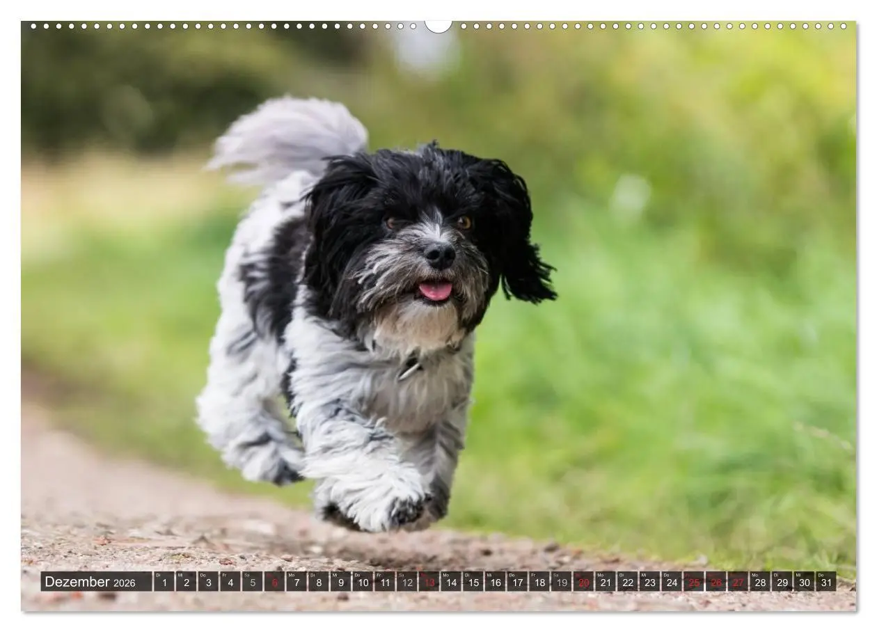 Bild: 9783516039481 | Spaß mit Havanesern (Wandkalender 2026 DIN A2 quer), CALVENDO...