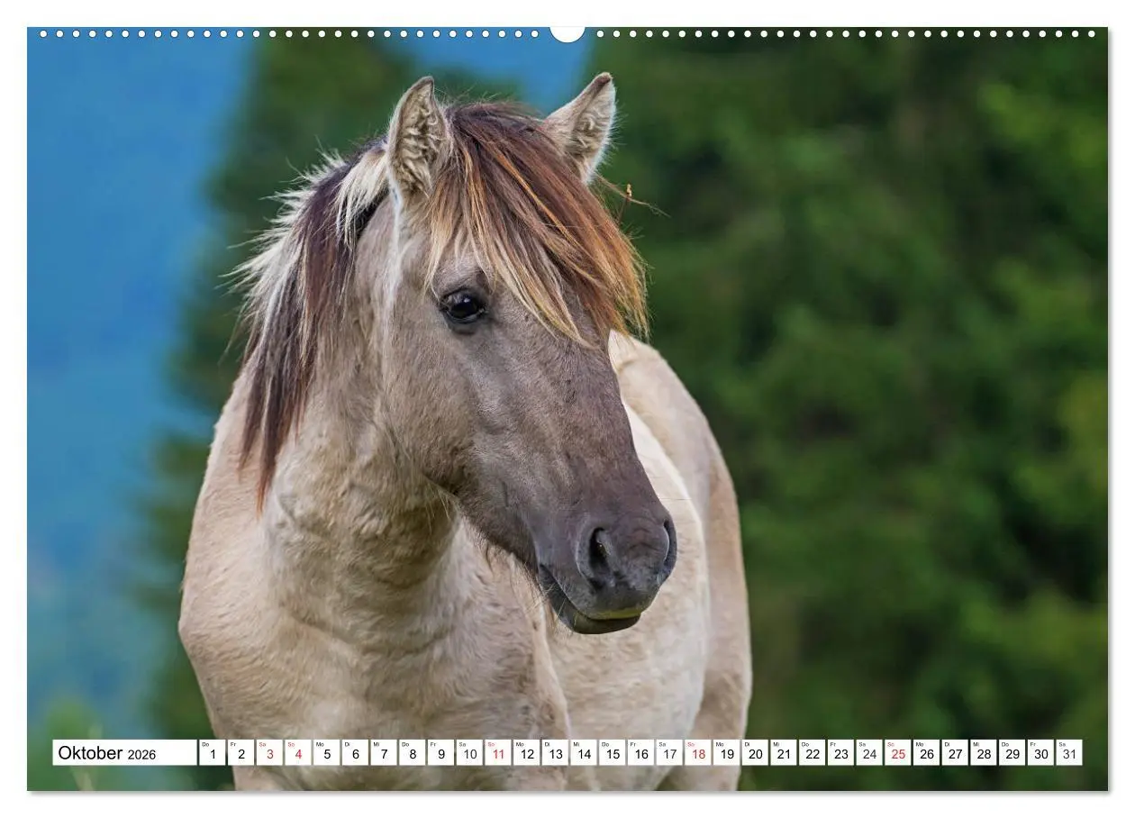 Bild: 9783516029581 | Konik - Frei geboren (hochwertiger Premium Wandkalender 2026 DIN A2...